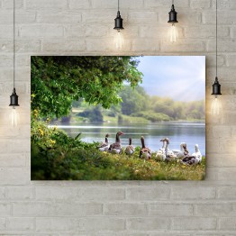 Картина на полотні Гуси біля річки